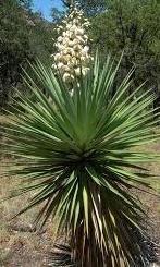 Yucca schottii Raffle plant Origin: USA (Arizona, New Mexico), Mexico (Sonora, Coahuila) Forms one or two