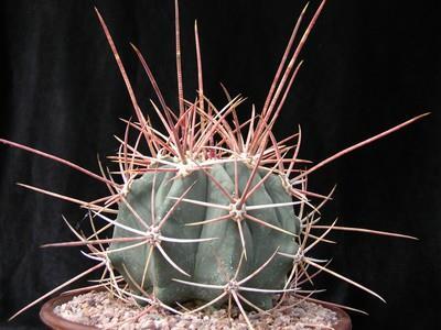 Ferocactus emoryi var rectispinus Raffle plant Origin: Mexico (Baja California)