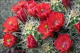 Echinocereus triglochidiatus Raffle plant Origin: Mexico, USA (Arizona, Nevada, Utah, Colorado, California,