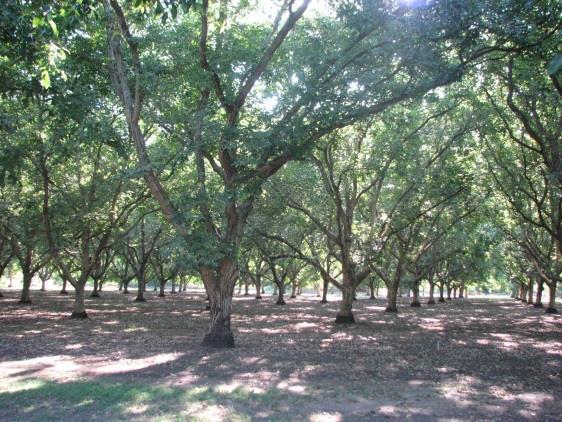 Insecticide Efficacy: Orchard of Hartley walnuts