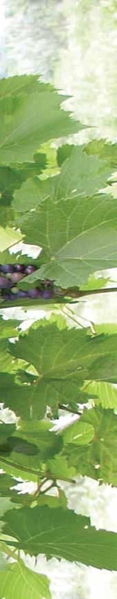 Nebraska VineLines Editors: Dr. Paul Read, Professor of Horticulture & Viticulture and Stephen J.