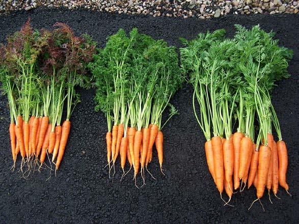 imported carrot seeds for sowing ISBN: