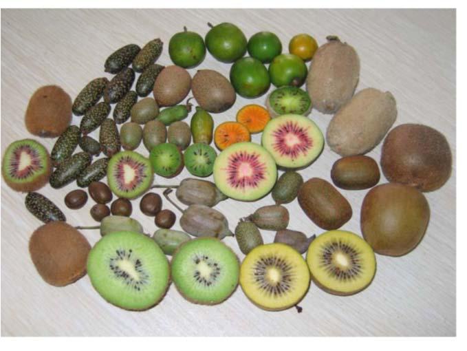Postharvest Biology and Technology of Kiwifruits Carlos H. Crisosto chcrisosto@ucdavis.
