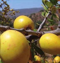 Argan oil is a delectable culinary ingredient, free of cholesterol and low in saturated fats making it