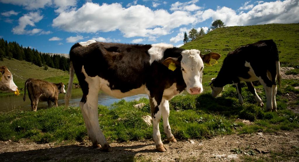 ASIAGO PDO Verdant Fields Protected by the Alps For 1000 years, milk-producing animals have enjoyed a tasty diet of lush, flowerfilled grasses in the provinces surrounding the Asiago Plateau, from
