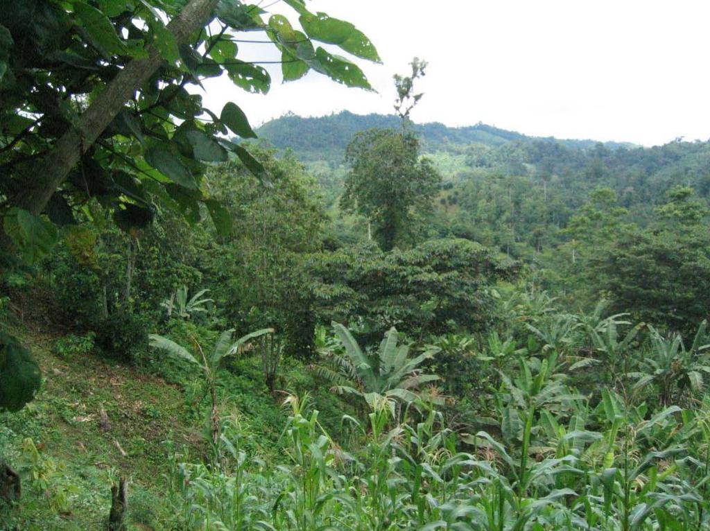 ON THE FARM A cocoa farm in Ecuador has cocoa trees, and also other crops like corn, plantain