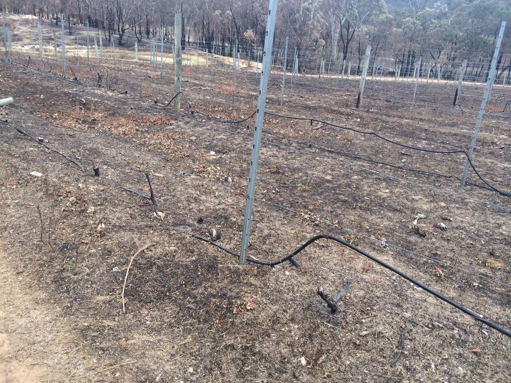 Assessing viability in damaged vineyards Recommendation