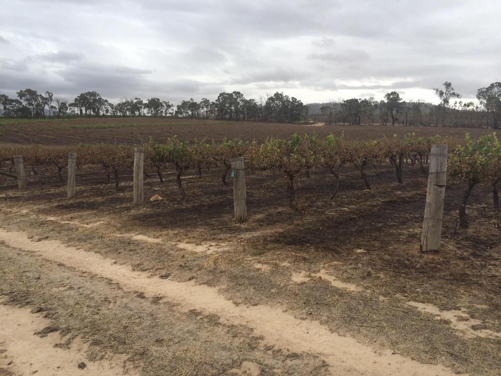 Assessing viability in damaged vineyards