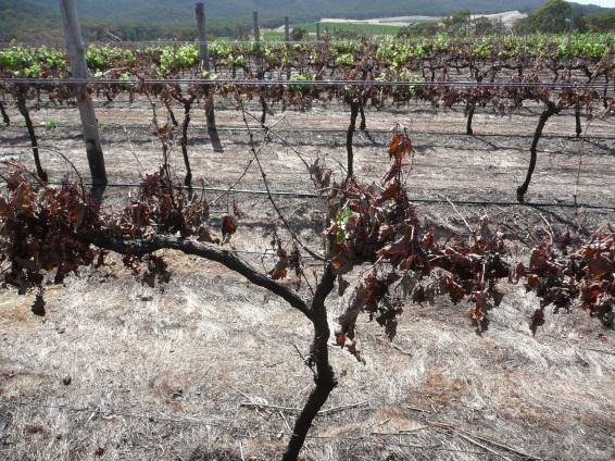 Assessing viability in damaged vineyards Severely Damaged Complete defoliation Vines have either
