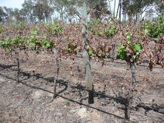 Assessing viability in damaged vineyards Moderately Damaged Some leaf retained