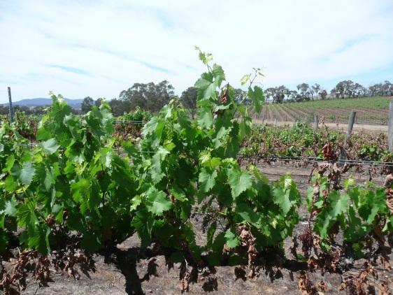 Assessing viability in damaged vineyards Slightly Damaged Minimal damage.