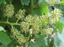 Grapevine growth stage Potential for smoke