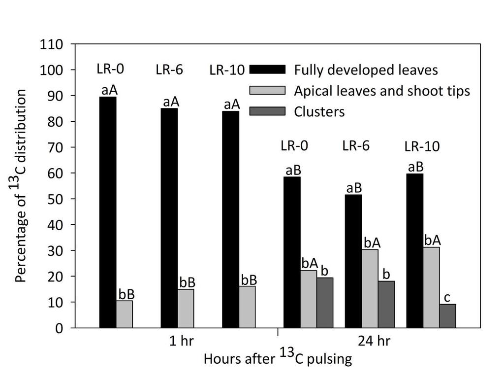Figure 4.5 Percentage of 13 C distribution in fully developed leaves, apical shoots and clusters 1 hour and 24 hours after pulsing. Means were based on 4 replicates.