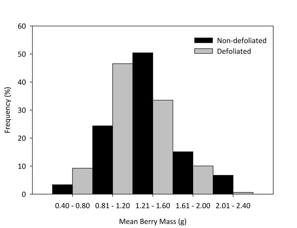 Figure B.3 Frequency of distribution (% of sample population) for berry mass in clusters from non-defoliated and defoliated vines.