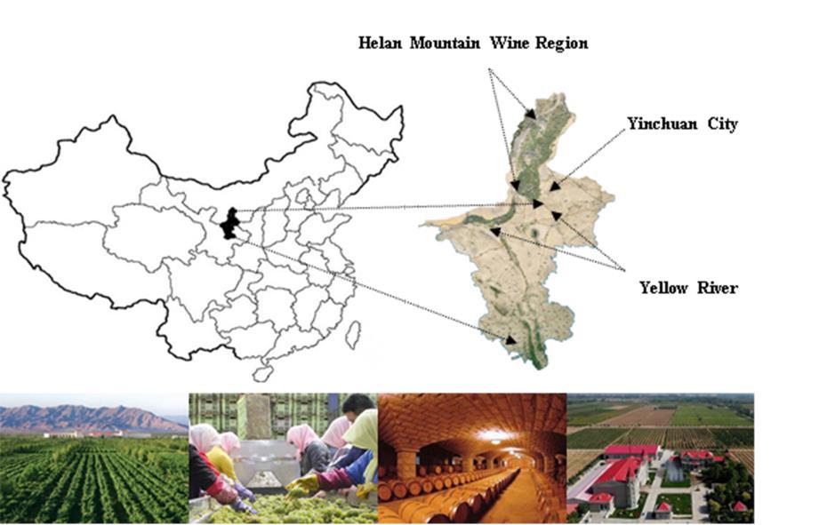 With the data from National Bureau of Statistics of China, in the 1978 when China began to reform and to open the national door to the outside world the vineyard acreage of Ningxia was 130 ha while