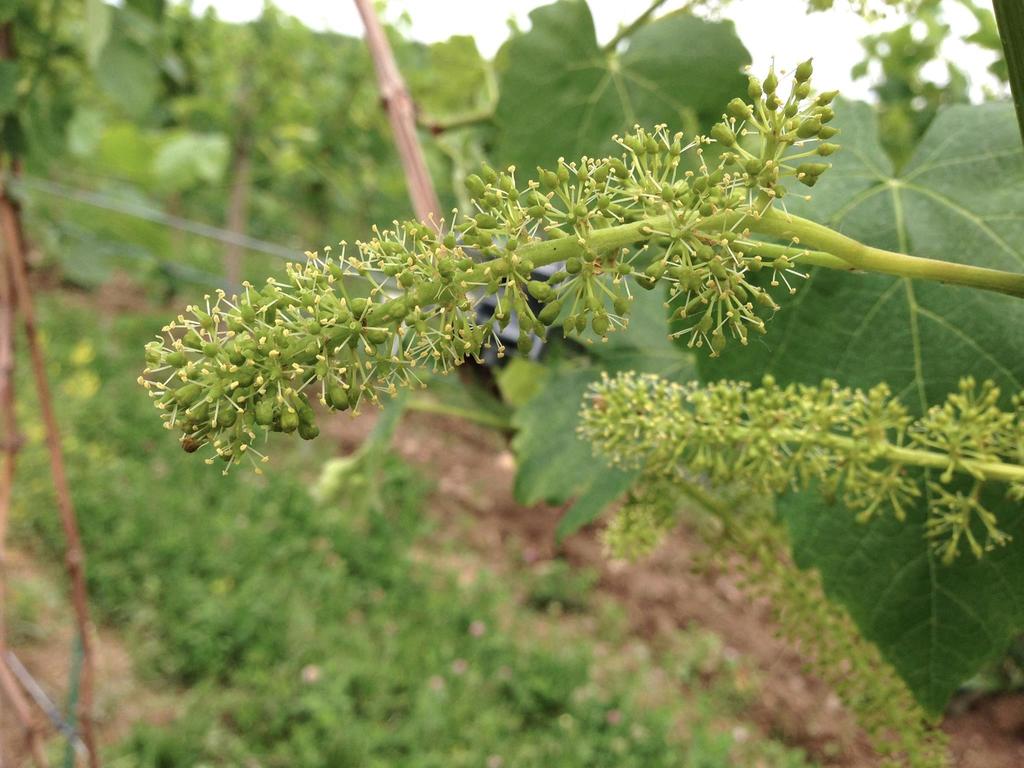 Finger Lakes Vineyard Update In This Issue: In the Vineyard In the Vineyard Hans Walter-Peterson IPM Most varieties that we have been seeing over the past few days are at trace I-9 Audits bloom or