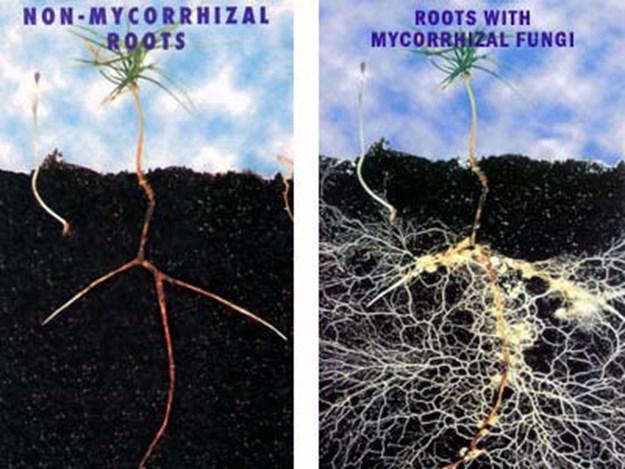 Finger Lakes Grape Program Seeking grower collaborators for mycorrhizae study.