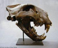 and bear teeth Cave Lion (Panthera leo spelaea)! Ca. 300,000-10 kya!