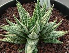 Haworthia limifolia striata hybrid Door prize Origin: East Africa Protect from frost Forms rosettes that cluster Stem