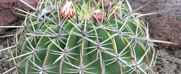 Ferocactus histrix Door prize Origin: Mexico (central) Min temp: protect from frost in colder areas Usually solitary