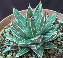 Agave nickelsiae Free plant Origin: Mexico (Coahuila, Durango, Nuevo Leon) Min temp: to 14 deg F Grows slowly Forms