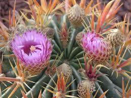 Ferocactus latispinus Free plant Origin: Mexico (Coahuila, Nuevo Leon) Min temp: to 14