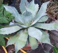 Agave potatorum (dwarf) Free plant Origin: Mexico Min temp: protect from frost Forms