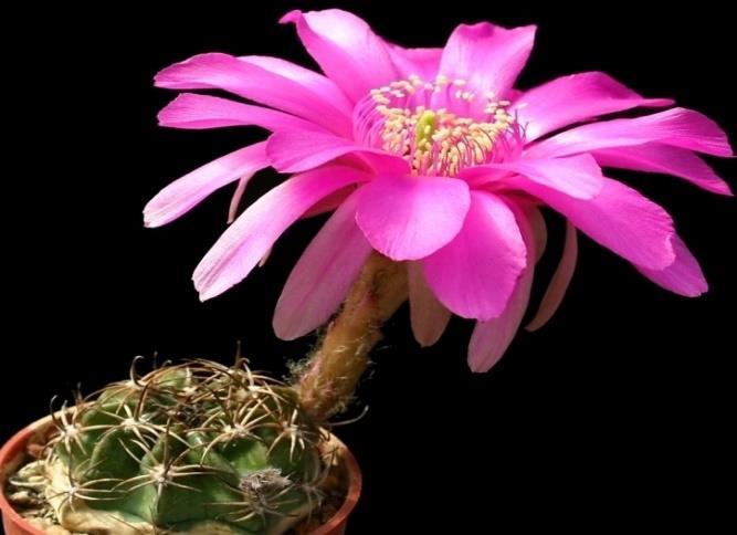 Echinopsis obrepanda Free plant Origin: Bolivia Min temp: to 14 deg F Natural hybrid Readily