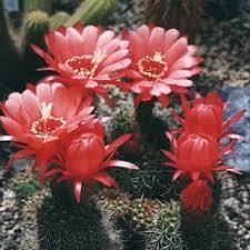 Trichocereus hybrid (red flower) Raffle plant Origin: South America Min temp: 32 deg F Psychoactive
