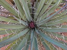 Yucca baccata Raffle plant Origin: SW USA (Arizona, California,