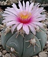 Echinocactus horizonthalonius Raffle plant Origin: USA (Arizona, New Mexico, Texas) ; Mexico (Nuevo Leon, San