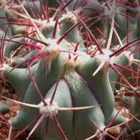 Ferocactus emoryi ssp covillei Raffle plant Origin: Mexico