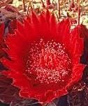 Usually solitary, forms heavy spines Full sun Diameter: to 18 in