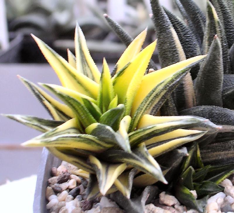 Haworthia hybrid - variegated Door Prize Origin: South Africa Min temp: protect from frost Forms
