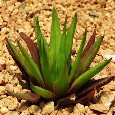 Haworthia hybrid Door Prize Origin: South Africa Min temp: protect from frost Forms