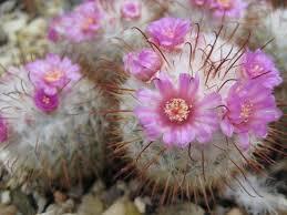 Mammillaria bombycina Free plant Origin: Mexico (Jalisco, Aguascalientes) Min temp: give protection in colder areas Forms clumps