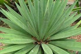 Agave angustifolia Free plant Origin: Mexico, Central America Min temp: hardy to 20 deg F Forms dense rosette: Stem height: to 4