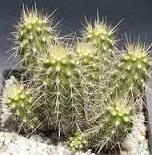 Echinocereus klapperi Free plant Origin: Mexico (Sonora) Min
