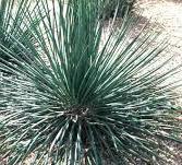 Agave geminiflora Raffle Plant Origin: Mexico (Jalisco, Nayarit) Min temp: