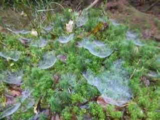spiders' webs