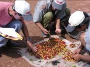 demand Certified coffee growth is a key driver for the development of a sustainable coffee