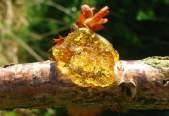 leaf spotting - Inner bark may be brown, fermented