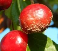 develops fuzzy tan/grey spores on fruit surface -