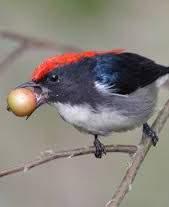 - Birds appear in groups, feeding on ripe fruit quickly, then