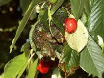 mostly sweet cherries - Overwinters as an egg on