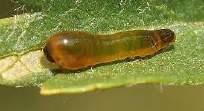 glossy black wasp ⅕ - The slug-like larva feeds on the