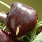and wild cherries - Fly s larvae develops in ripening
