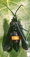 wood bits SAN JOSE SCALE - Black moth that