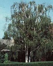 as a street tree Weeping Birch Betula pendula Dalcarlica Purple Rain Tristis Youngii B, P, R 6-12m Ht. 5-8m W.