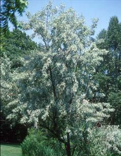 Russian Olive Elaeagnus angustifolia 8m Ht. 8m W.